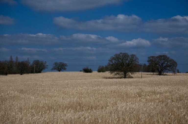 Złote pole zboża pod błękitnym niebem